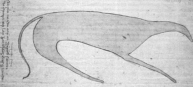 John Kennedy's sketch of greyhound at Maree, 1815.
